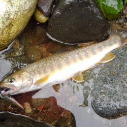 渓流で初のＷヒット！